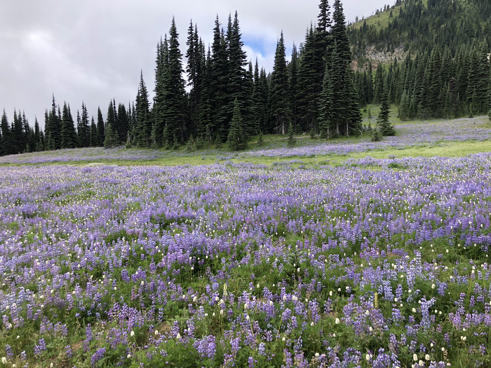 Located in Mt. Rainier National Park, this hike has 7+ lakes and a sea of wildflowers.