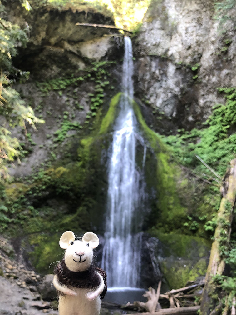Tom visits Olympic National Park to see the waterfalls.