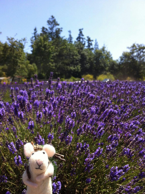 Tom goes to the annual lavender festival.