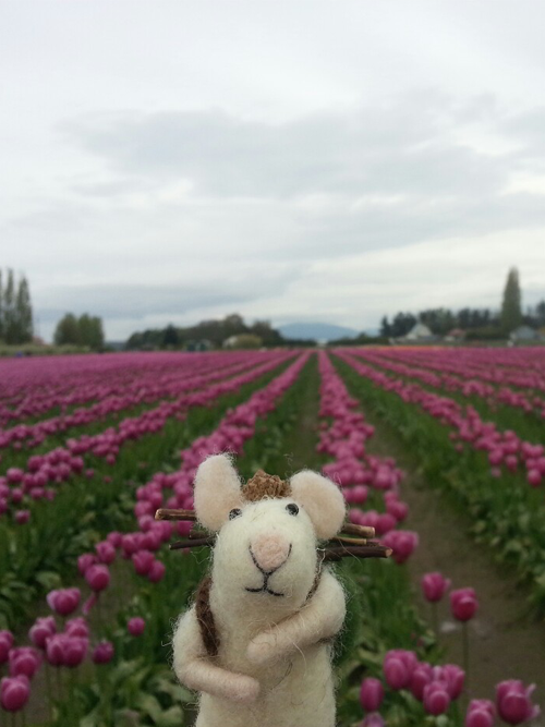 Tom goes to the annual tulip festival.